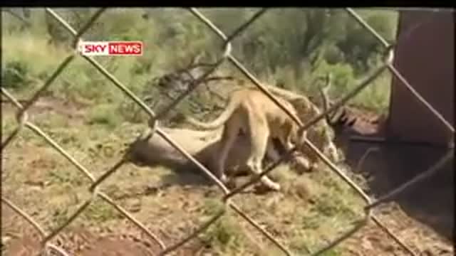 Lions