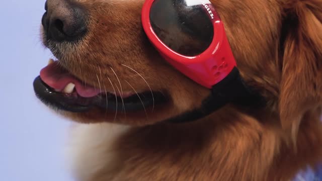 Smart dog with goggles