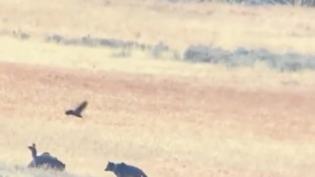 It was chaotic, as if a bear was fighting some kind of animal