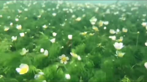 Is this the beautiful world of fish？2