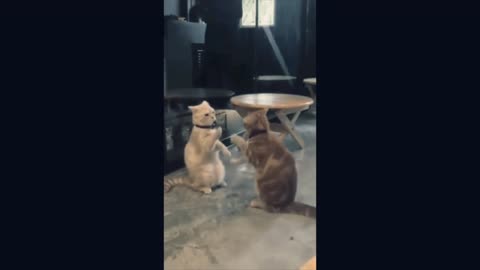 #nature photography. Cute baby cat funny dog 🐶🐶🐕 funny cat video cat and dog friendly 😀😂