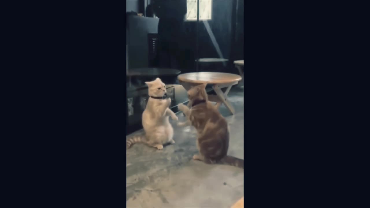 #nature photography. Cute baby cat funny dog πΆπΆπ funny cat video cat and dog friendly ππ