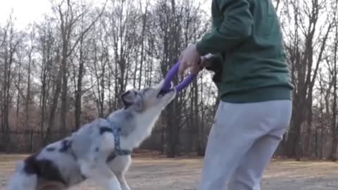 Dog enjoyment____ with girl