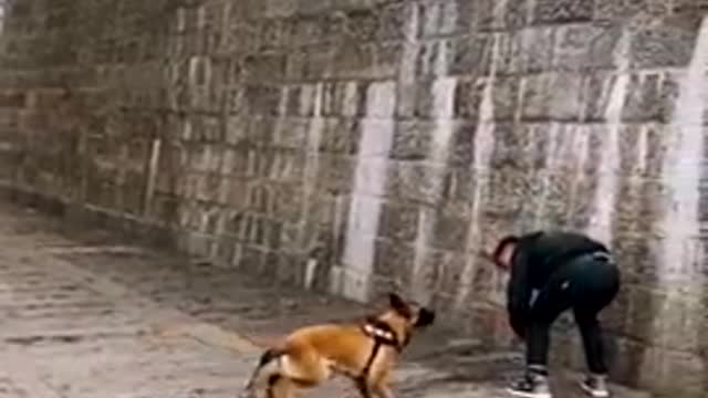 Dogs That Fly - Malinois & Alsatian Dogs Show Their Jumping Agility