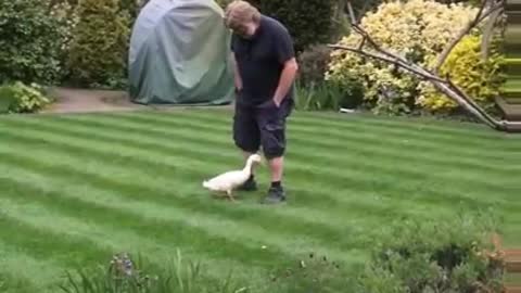 Duck appears from nowhere, wants to "dance" with human