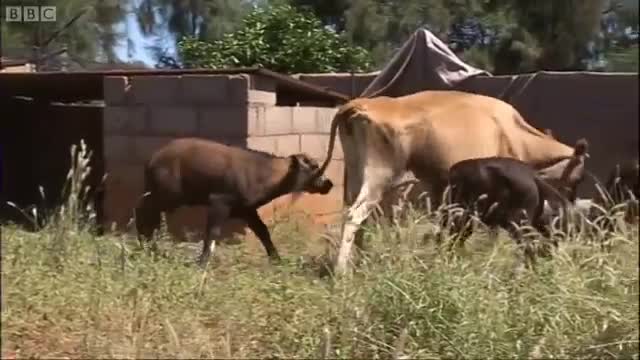 Cow Nurtures Three Buffalo Calves | Vet Safari | BBC Earth