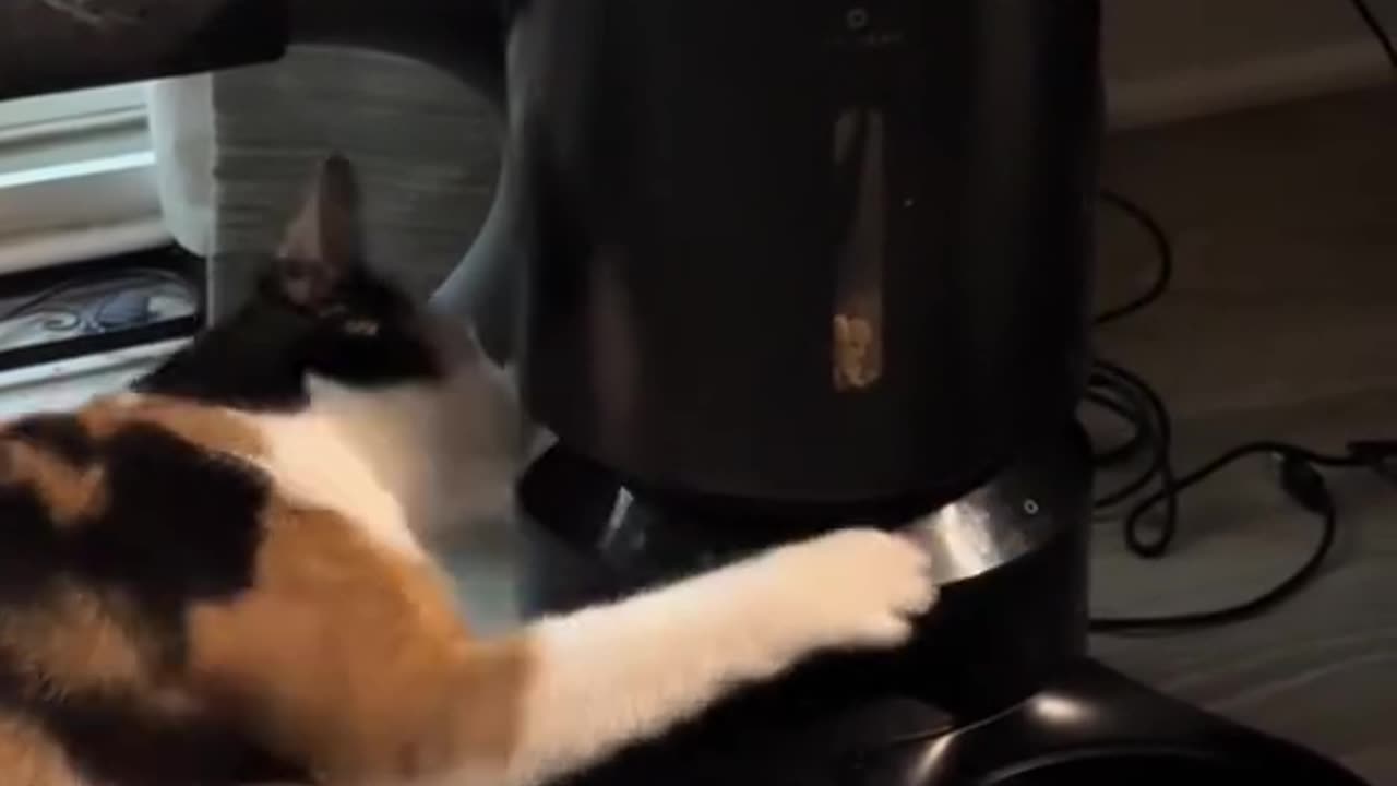 Funny and Cute Cats Video #104