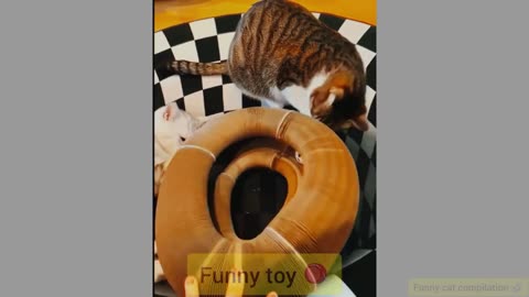 Funny Cats and Dogs 😂 Funny Animal Videos