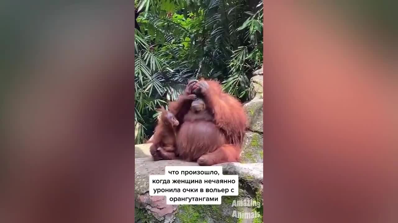 Funny Monkey Memes🙉 - Animals Videos 2021