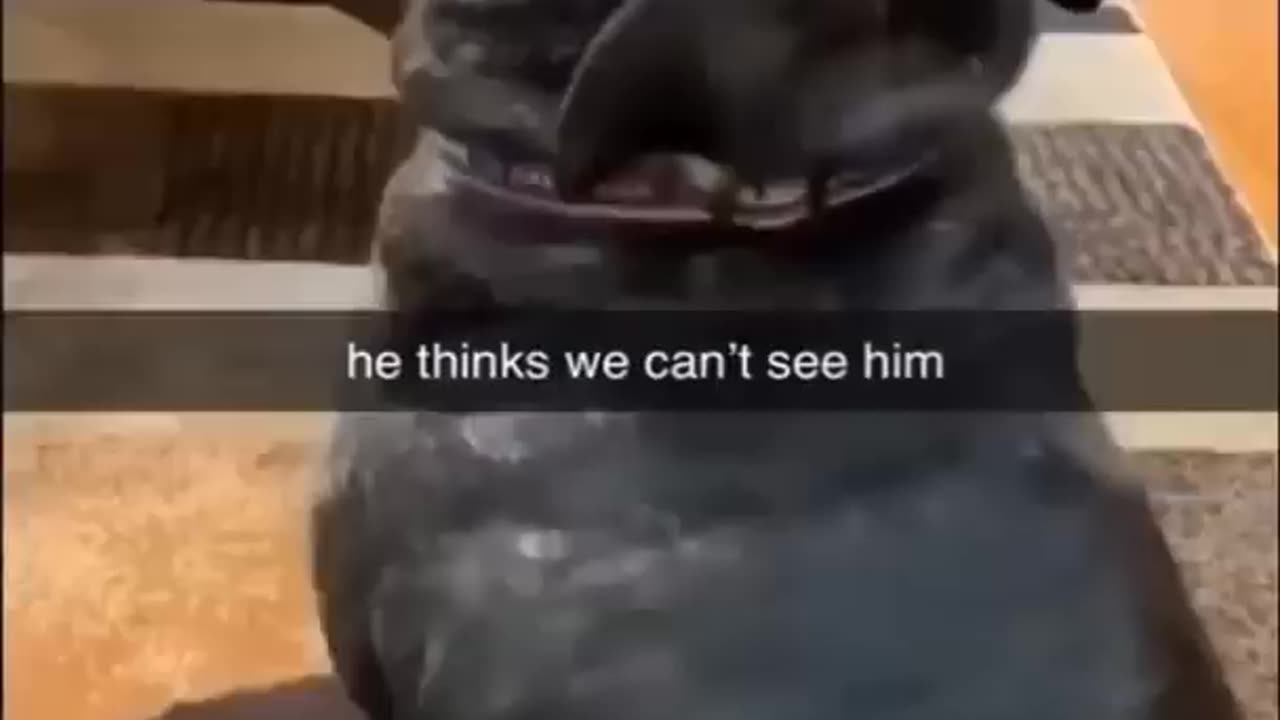 Funny animals 😄
