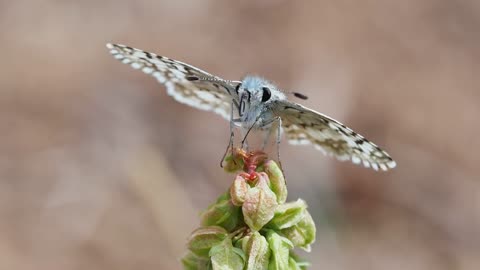 Close-Up Video Of Butterfly