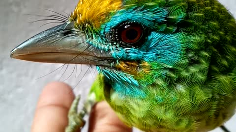 Yellow fronted barbet