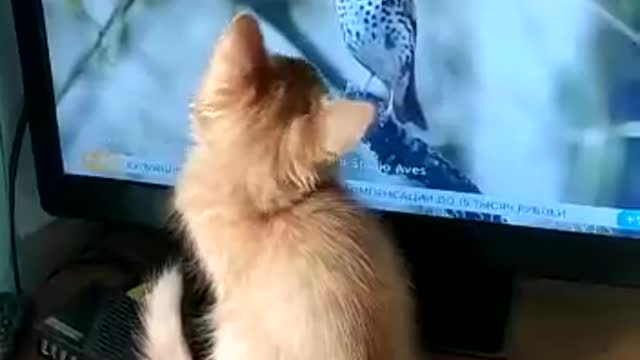 A funny cat watches TV and tries to catch a bird in it