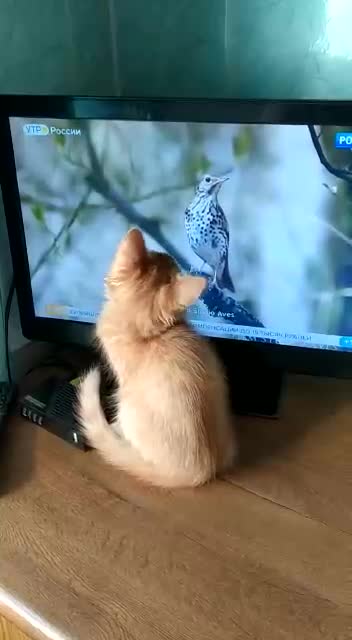 A funny cat watches TV and tries to catch a bird in it