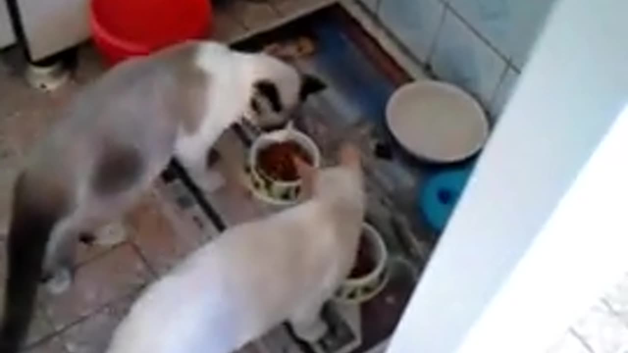 2015 - Gatinhos brincando e comendo ração em abril