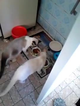 2015 - Gatinhos brincando e comendo ração em abril