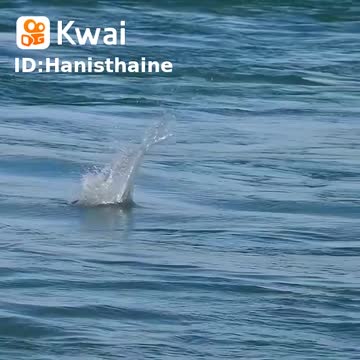 o passarinho pegando peixe no rio