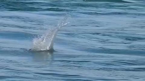 o passarinho pegando peixe no rio