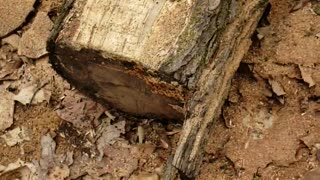 Milling sweetgum with Alaskan sawmill