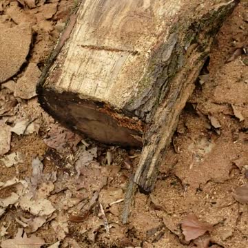 Milling sweetgum with Alaskan sawmill