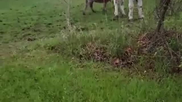 dog gets shocked and donkey can't take it and falls into laughter