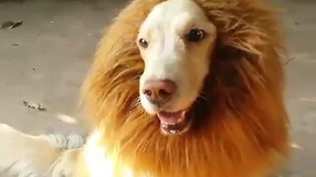 This adorable "Lion" will melt your heart!