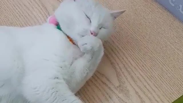 A cat lying on a convenience store table and doing things comfortably