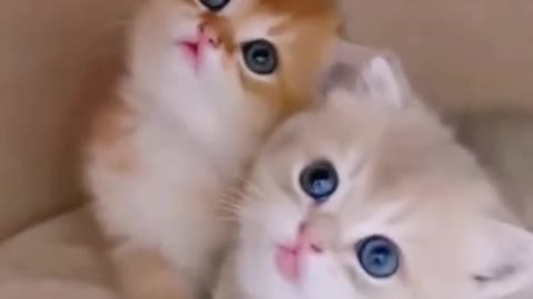 The Ultimate Viral Cat Video