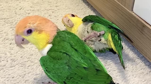 Berliner's Caique's Play with Plastic Egg