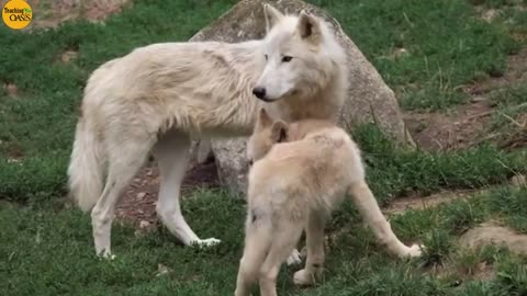 Cute baby animals - Animals nursing their cute babies