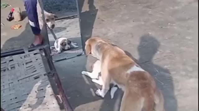 Dog funny video