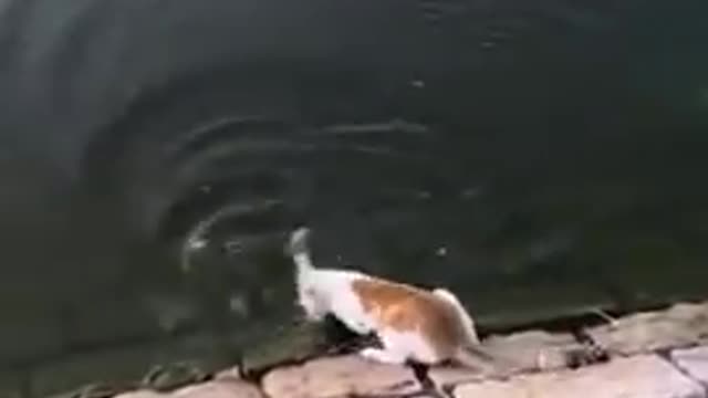 Lovely Cat, cats, funny cats, funny cat videos.