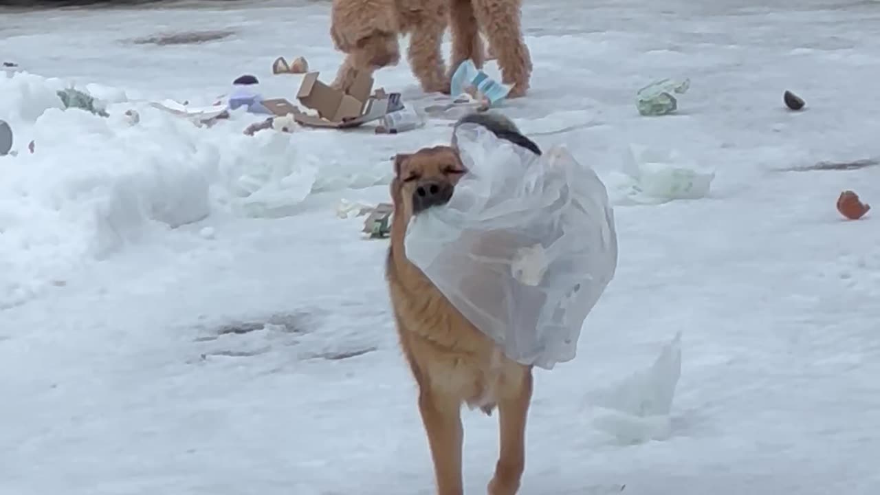 Colliding Dogs Explode Garbage Bag