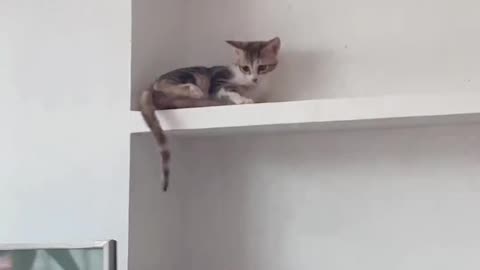 Amusing Antics: Cats and Dog's Hundred Times of Hilarity and Hijinks"