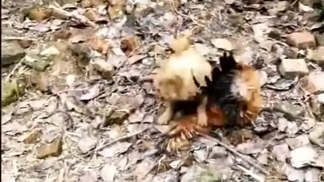 Funny Dog VS Chicken Fight -