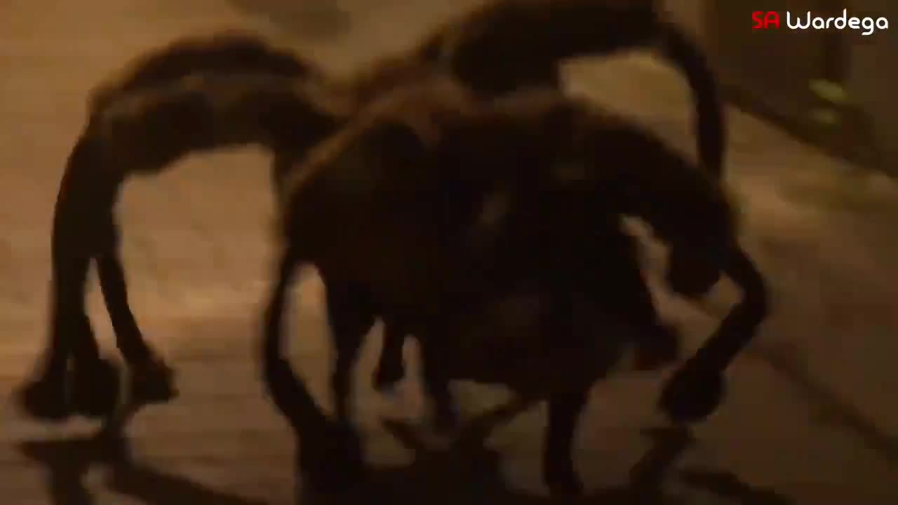 Giant Spider Prank