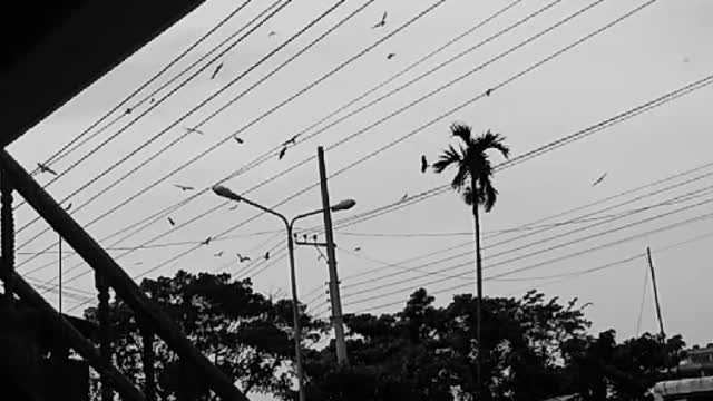 Many hawks are flying together