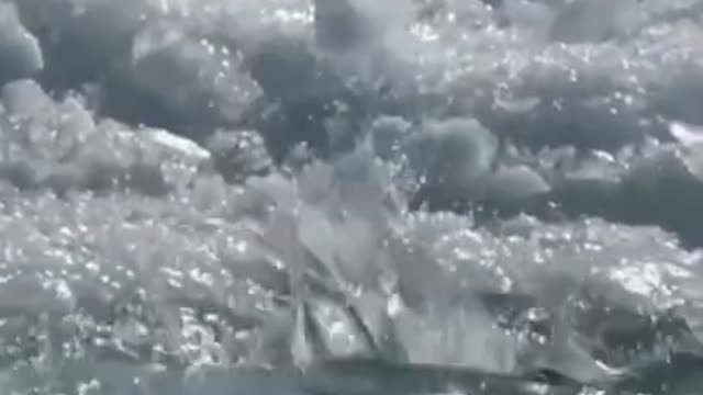 Funny animals