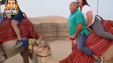 Camel video