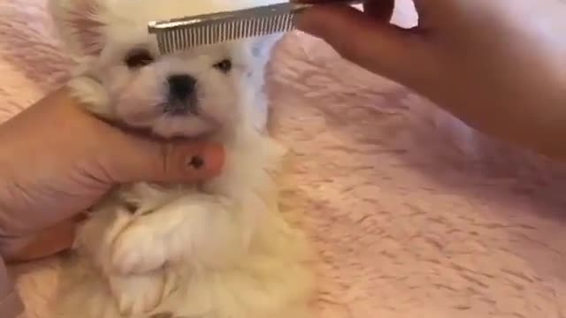 Funny Dog Videos 2021 It's time to LAUGH with Dog's life182