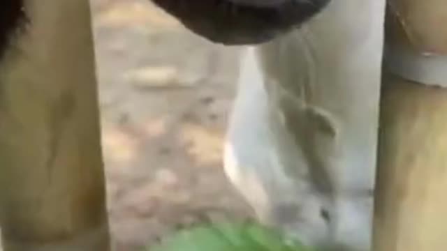 Monkey treating giraffe