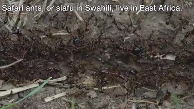 40,000,000 Safari Ants (Siafu Ants) Moving_Cut.mp4