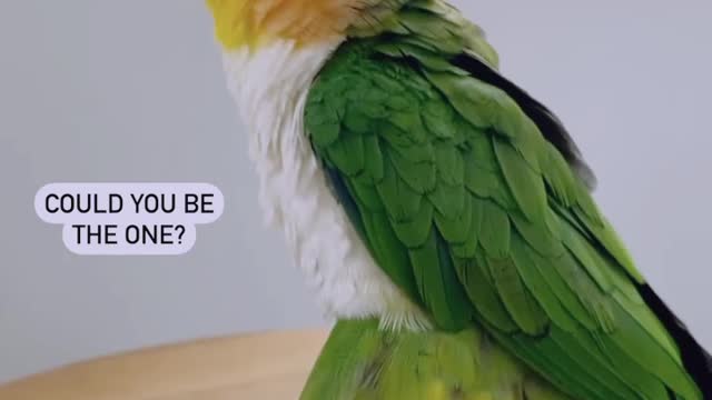 Loving BIRDS AND their behaviour to us