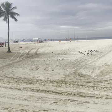 Man's Best Friend 🐶 and a Brazilian Beach