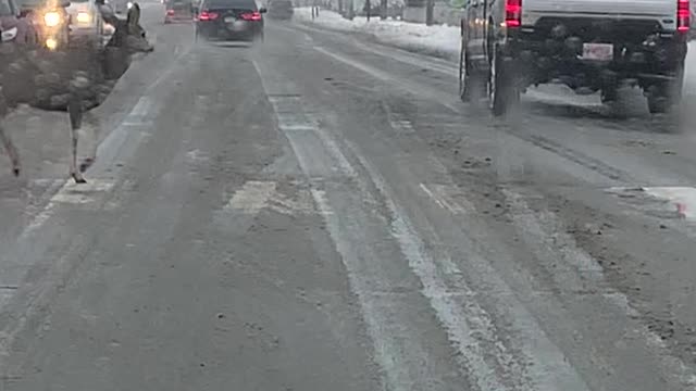 Traffic Doesn't Stop for Deer Using Crosswalk