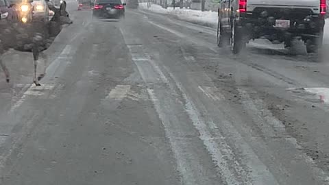 Traffic Doesn't Stop for Deer Using Crosswalk