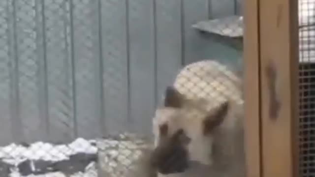 JOKE VIDEO