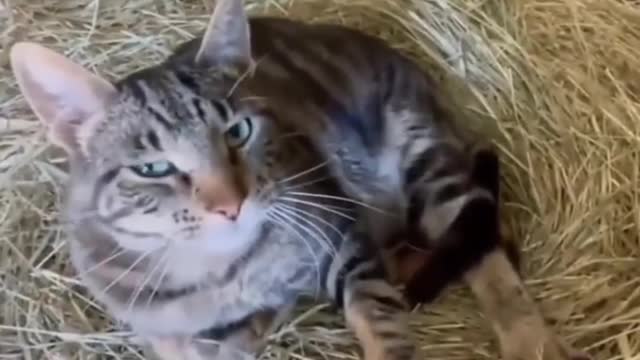 Baby Cats - Cute and Funny Baby Cat Videos