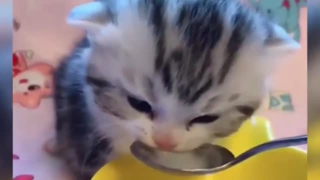 A very cute kitten drinking her milk