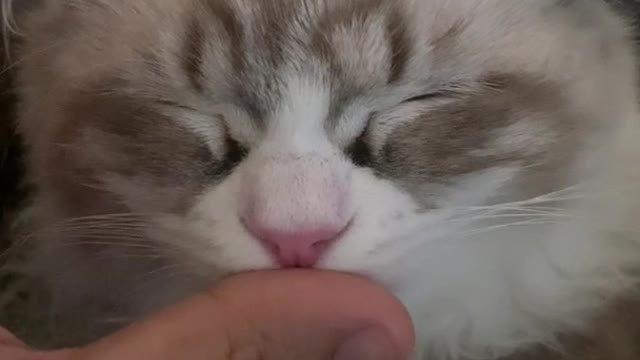 My kitty likes to suckle on my fingers. It relaxes him greatly.